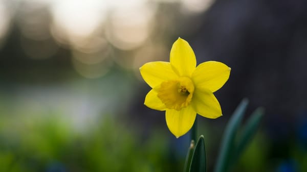 Poem: Daffodils